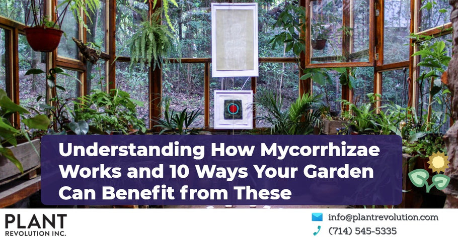 Understanding How Mycorrhizal Works and 10 Ways Your Garden Can Benefit from These