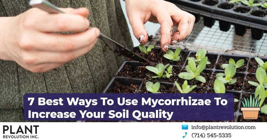 7 Best Ways To Use Mycorrhizae To Increase Your Soil Quality