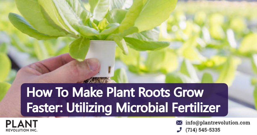 How To Make Plant Roots Grow Faster: Utilizing Microbial Conditioner
