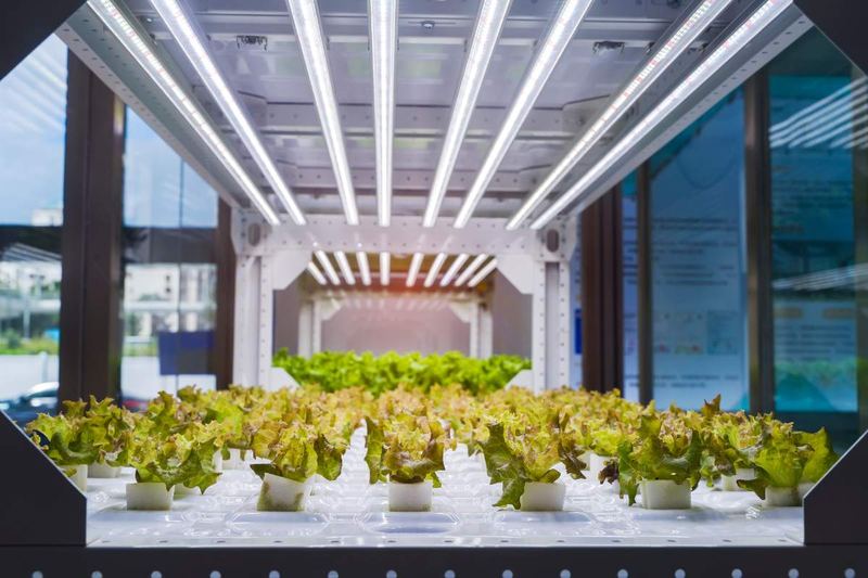 Lettuce growing under lights in an indoor farm