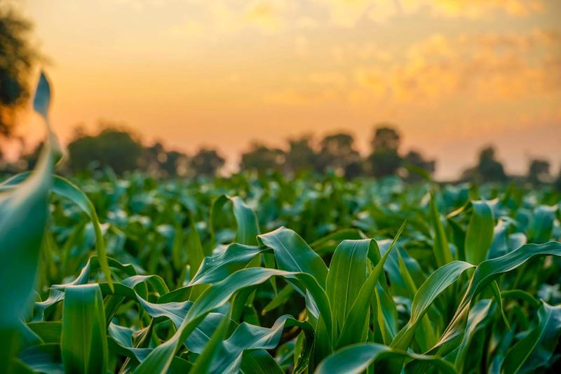 Rows of a commercial field crop