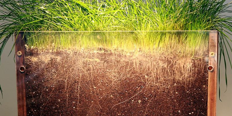 Mown turf grass
