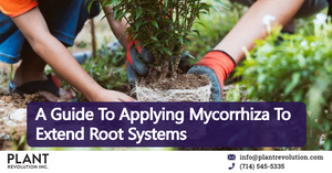 A Guide To Applying Mycorrhiza To Extend Root Systems