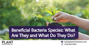 Beneficial Bacteria Species: What Are They and What Do They Do?