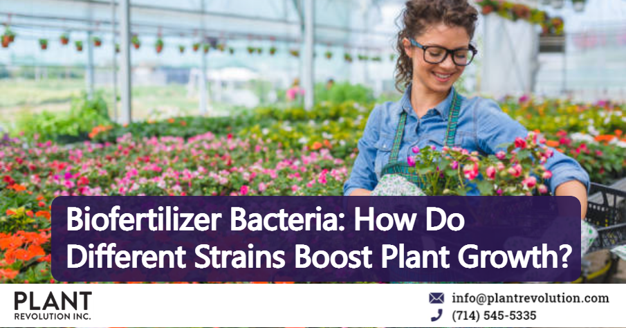 Biofertilizer Bacteria: How Do Different Strains Boost Plant Growth?