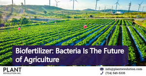 Biofertilizer: Bacteria Is The Future of Agriculture