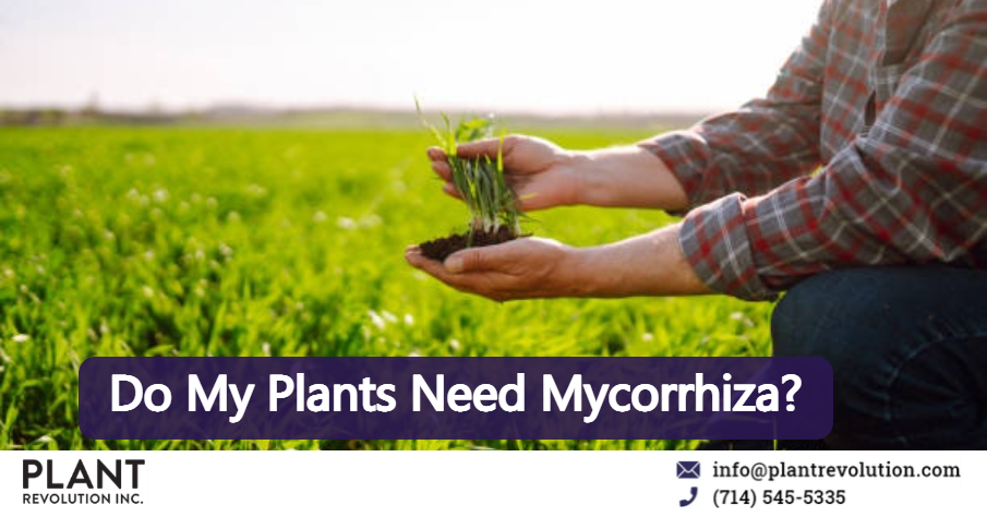 Do My Plants Need Mycorrhiza?