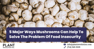 5 Major Ways Mushrooms Can Help To Solve The Problem of Food Insecurity