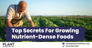 Top Secrets For Growing Nutrient-Dense Foods Easily
