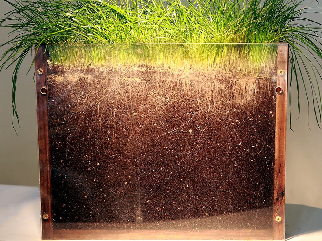 Turf grown with mycorrhizae, dense white roots through the whole profile