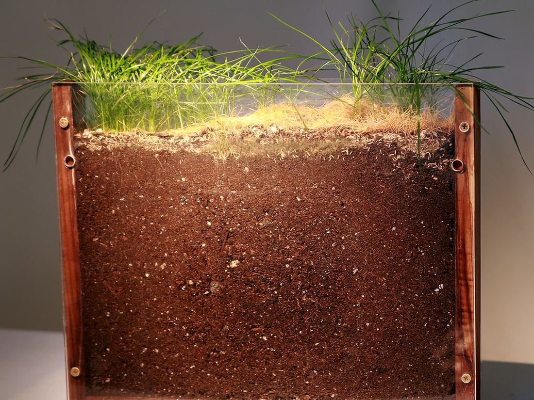 The same turf grown without mycorrhizae