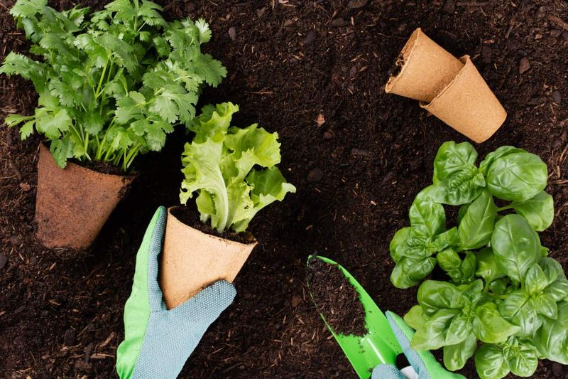 Seedlings being planted in a garden bed