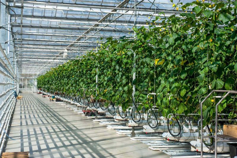 Greenhouse benches of container plants